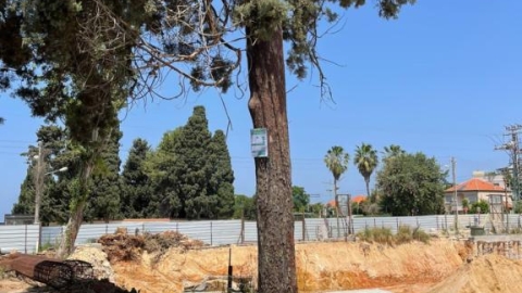 כריתת-העתקת עצים (3).jpg