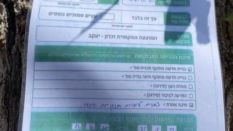 כריתת-העתקת עצים (2).jpeg