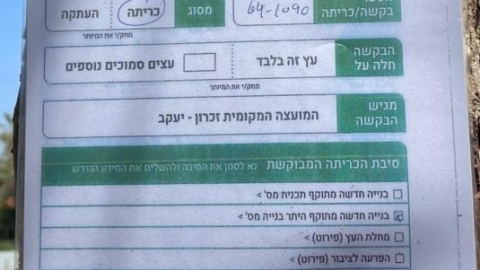 כריתת-העתקת עצים (3).jpeg